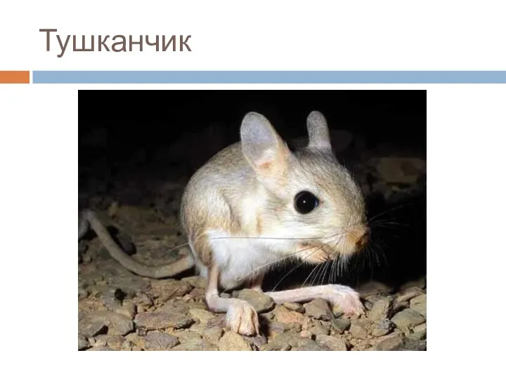 Тушканчик