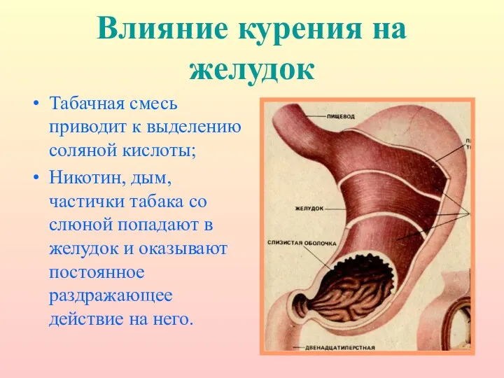 Влияние курения на желудок Табачная смесь приводит к выделению соляной