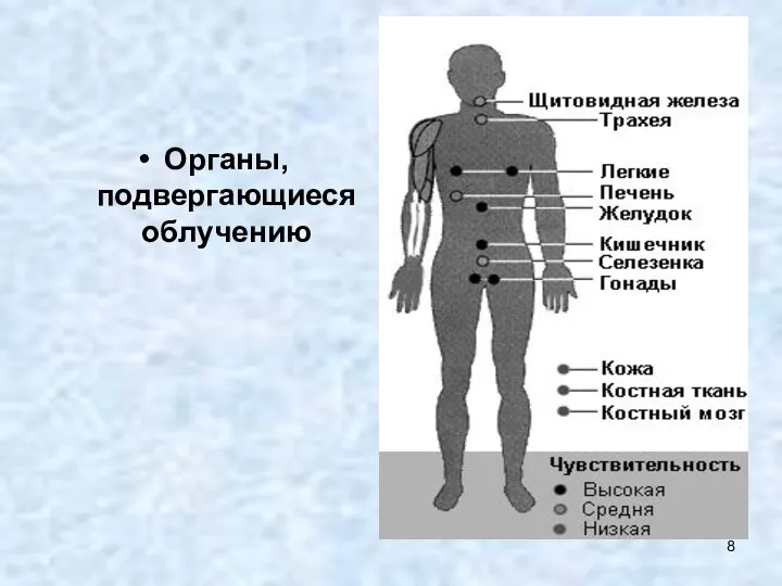 Органы, подвергающиеся облучению