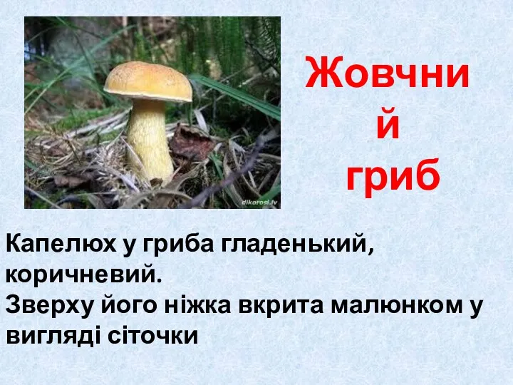 Жовчний гриб Капелюх у гриба гладенький, коричневий. Зверху його ніжка вкрита малюнком у вигляді сіточки