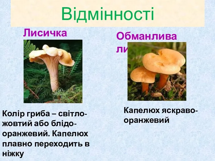 Відмінності Лисичка Обманлива лисичка Колір гриба – світло-жовтий або блідо-оранжевий. Капелюх плавно переходить