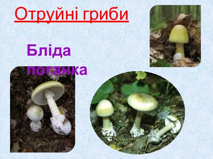Отруйні гриби Бліда поганка