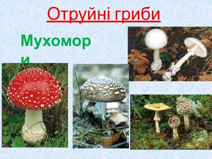 Отруйні гриби Мухомори