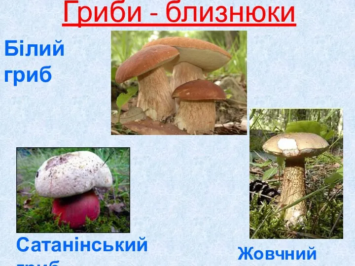 Гриби - близнюки Сатанінський гриб Жовчний гриб Білий гриб