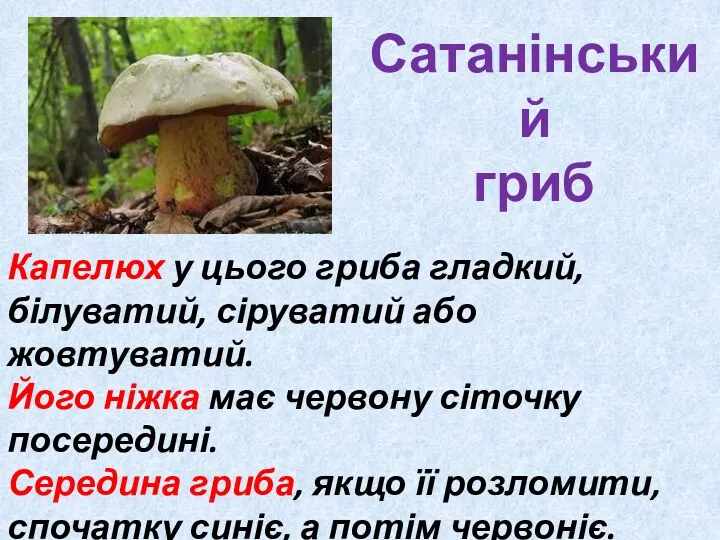 Сатанінський гриб Капелюх у цього гриба гладкий, білуватий, сіруватий або жовтуватий. Його ніжка