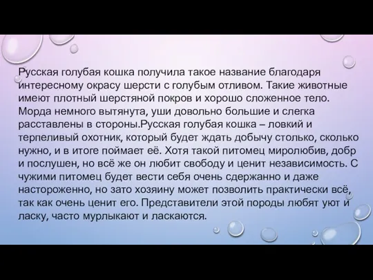 Русская голубая кошка получила такое название благодаря интересному окрасу шерсти