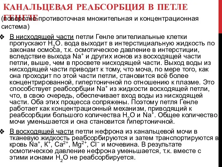 КАНАЛЬЦЕВАЯ РЕАБСОРБЦИЯ В ПЕТЛЕ ГЕНГЛЕ В нисходящей части петли Генле