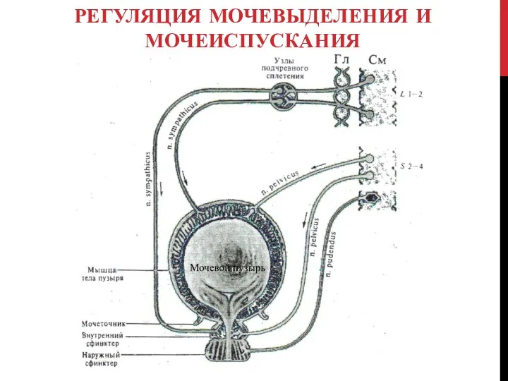 РЕГУЛЯЦИЯ МОЧЕВЫДЕЛЕНИЯ И МОЧЕИСПУСКАНИЯ