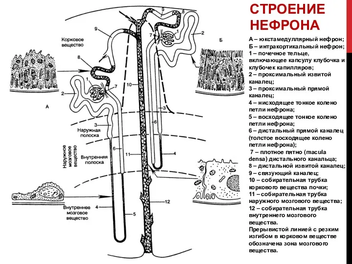 СТРОЕНИЕ НЕФРОНА А – юкстамедуллярный нефрон; Б – интракортикальный нефрон;