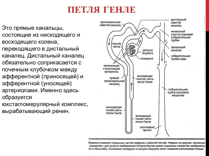 ПЕТЛЯ ГЕНЛЕ Это прямые канальцы, состоящие из нисходящего и восходящего