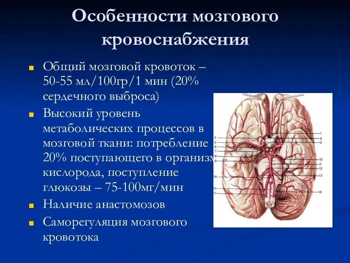 Особенности мозгового кровоснабжения Общий мозговой кровоток – 50-55 мл/100гр/1 мин