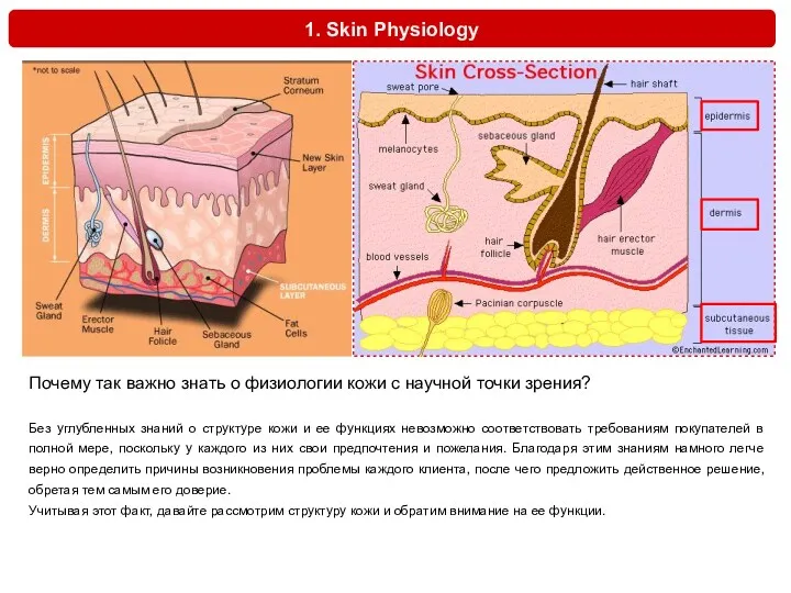 1. Skin Physiology Почему так важно знать о физиологии кожи