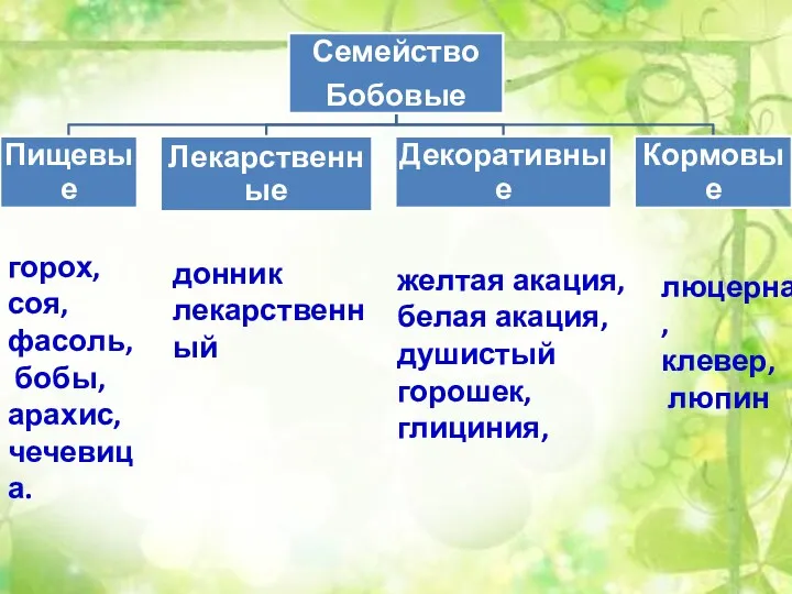 дурман горох, соя, фасоль, бобы, арахис, чечевица. люцерна, клевер, люпин