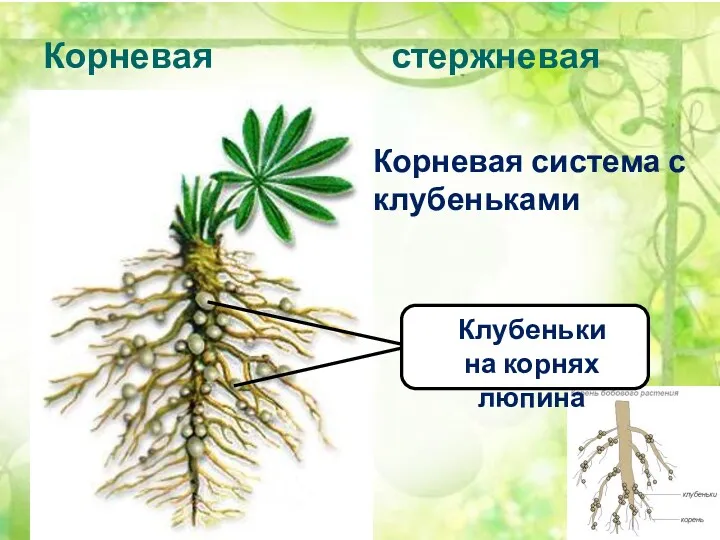 Корневая система: стержневая Корневая система с клубеньками