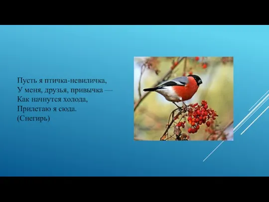 Пусть я птичка-невиличка, У меня, друзья, привычка — Как начнутся холода, Прилетаю я сюда. (Снегирь)