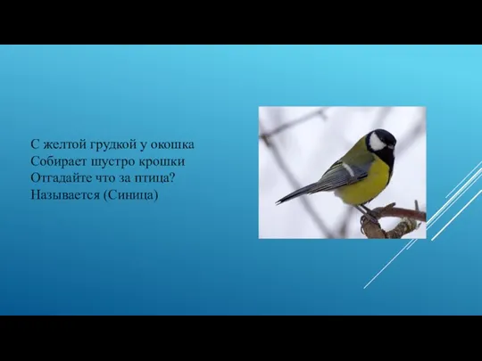 С желтой грудкой у окошка Собирает шустро крошки Отгадайте что за птица? Называется (Синица)