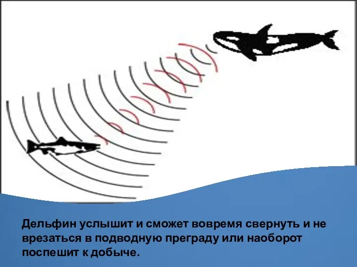 Дельфин услышит и сможет вовремя свернуть и не врезаться в