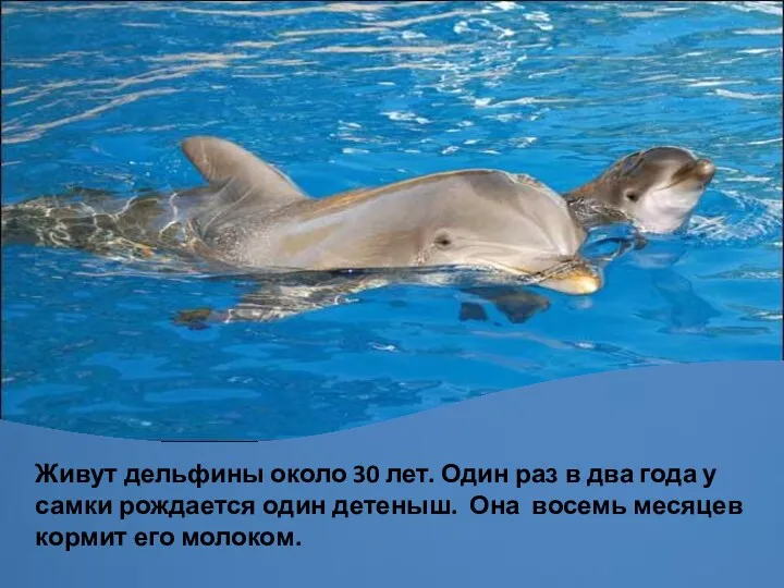 Живут дельфины около 30 лет. Один раз в два года