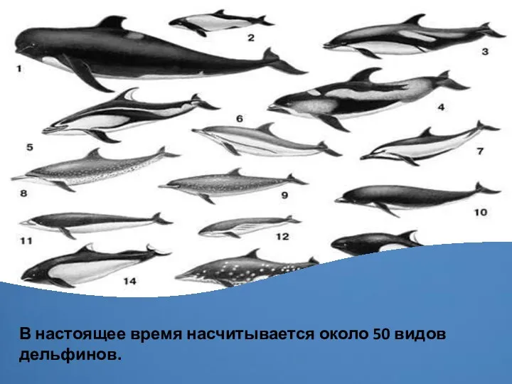 В настоящее время насчитывается около 50 видов дельфинов.