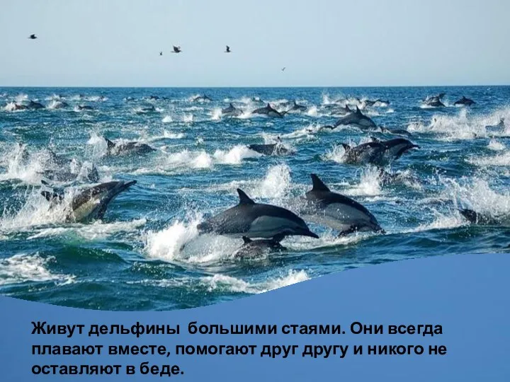 Живут дельфины большими стаями. Они всегда плавают вместе, помогают друг