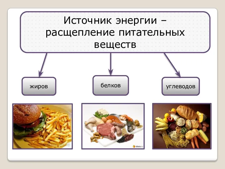 Источник энергии – расщепление питательных веществ белков жиров углеводов