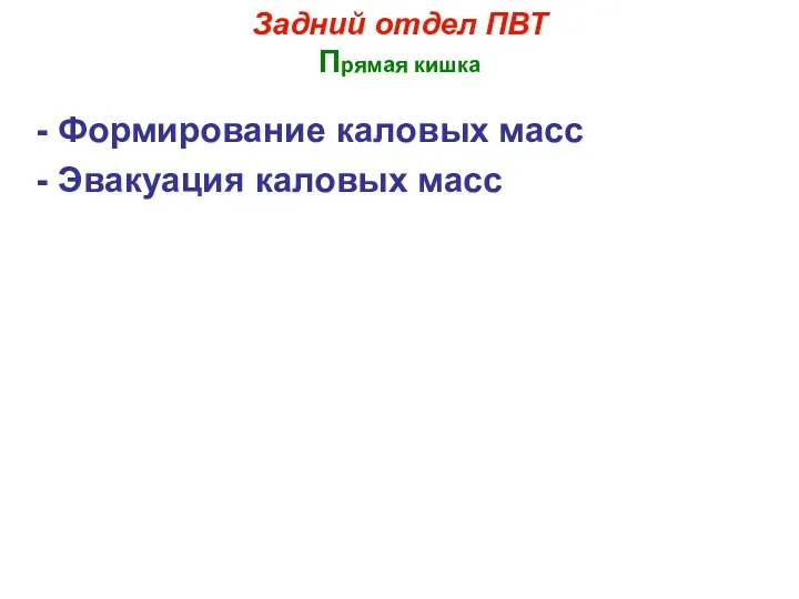 Задний отдел ПВТ Прямая кишка - Формирование каловых масс - Эвакуация каловых масс