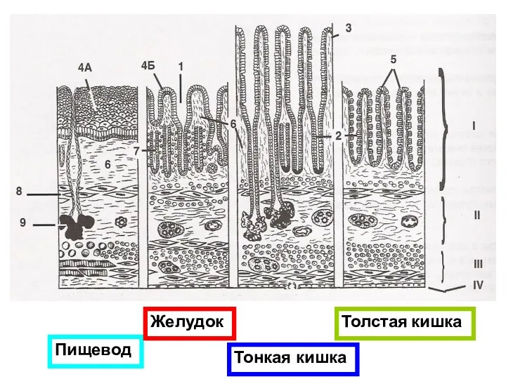 Пищевод Желудок Тонкая кишка Толстая кишка