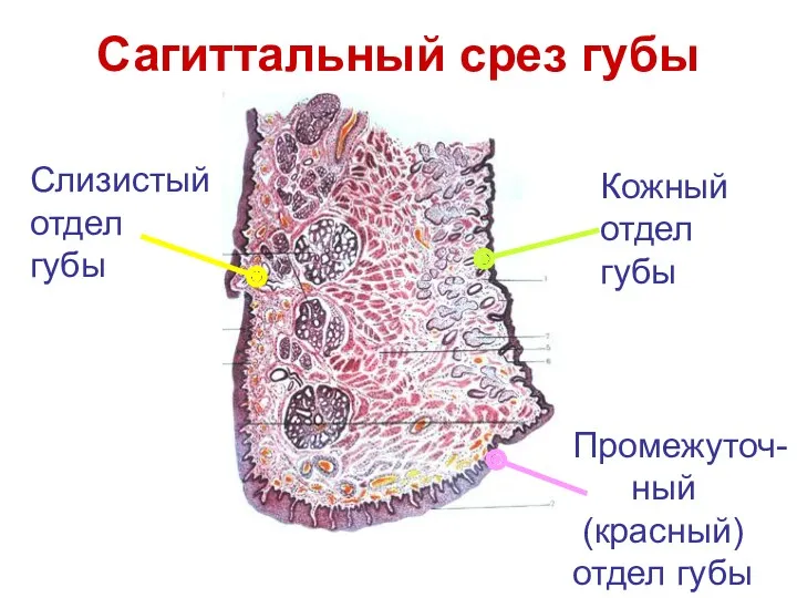 Сагиттальный срез губы Кожный отдел губы Промежуточ- ный (красный) отдел губы Слизистый отдел губы