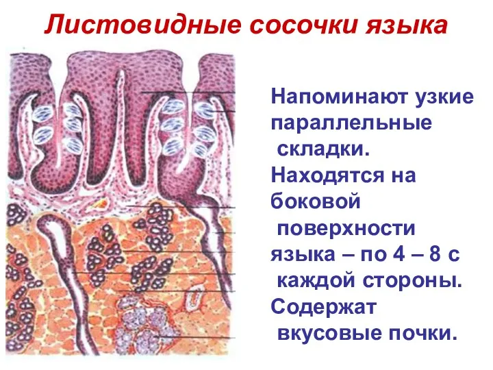 Листовидные сосочки языка Напоминают узкие параллельные складки. Находятся на боковой