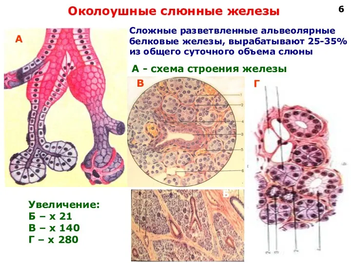 Околоушные слюнные железы А В Б Г А - схема