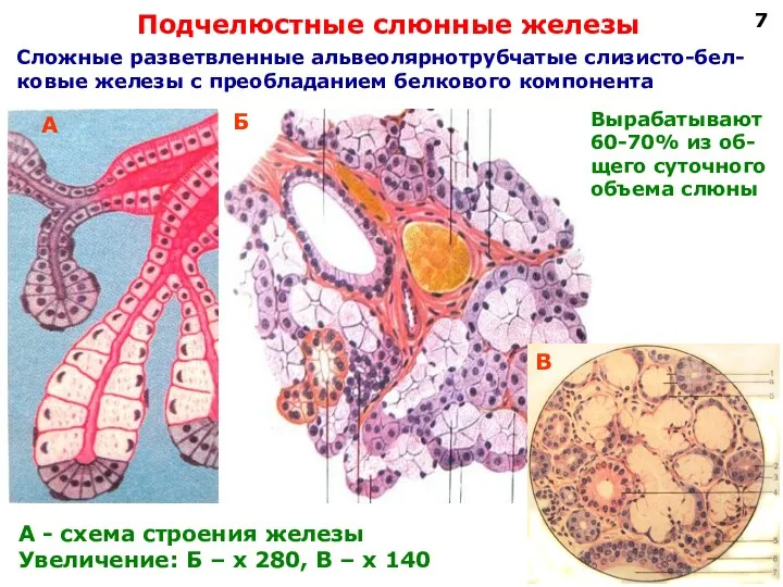 Подчелюстные слюнные железы А - схема строения железы Увеличение: Б