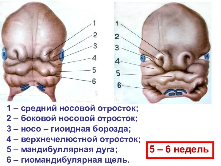 1 – средний носовой отросток; 2 – боковой носовой отросток;