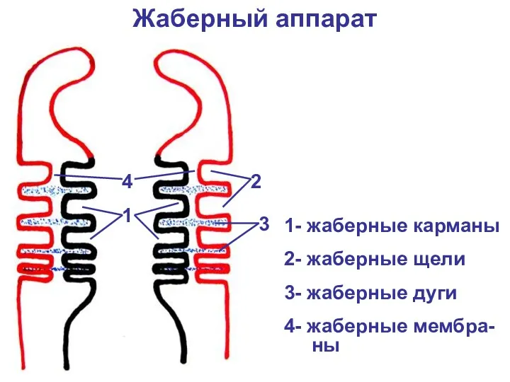 Жаберный аппарат 1 2 3 4 1- жаберные карманы 2-