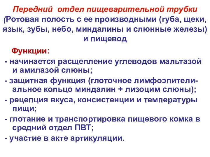 Передний отдел пищеварительной трубки (Ротовая полость с ее производными (губа,