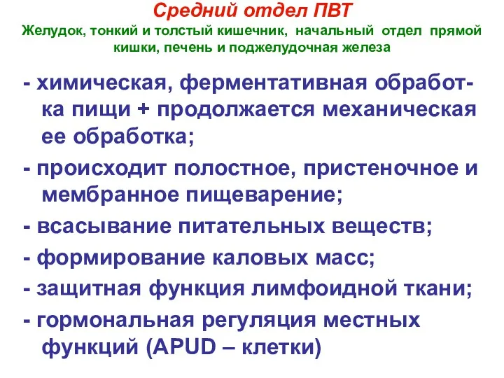 Средний отдел ПВТ Желудок, тонкий и толстый кишечник, начальный отдел