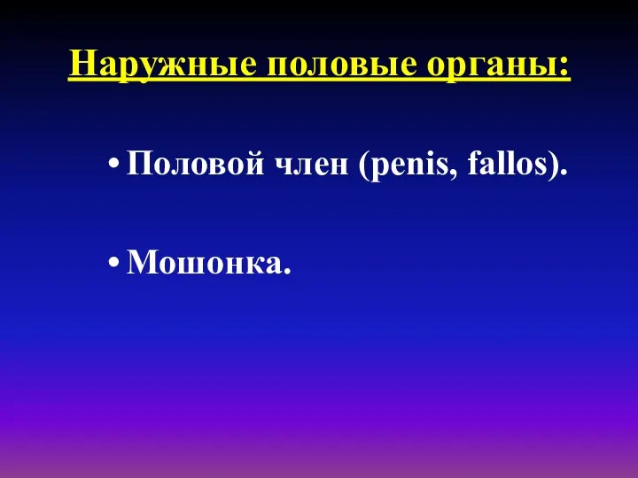 Наружные половые органы: Половой член (penis, fallos). Мошонка.