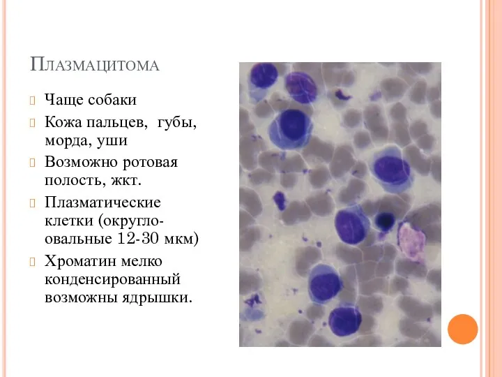 Плазмацитома Чаще собаки Кожа пальцев, губы, морда, уши Возможно ротовая