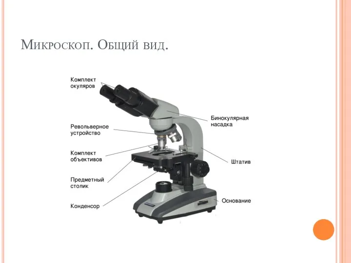 Микроскоп. Общий вид.