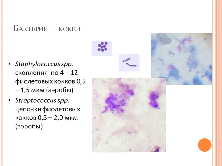 Бактерии – кокки