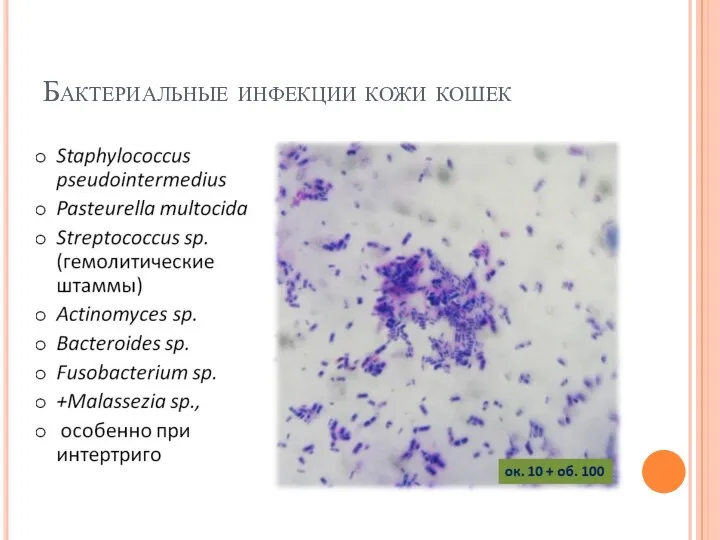 Бактериальные инфекции кожи кошек