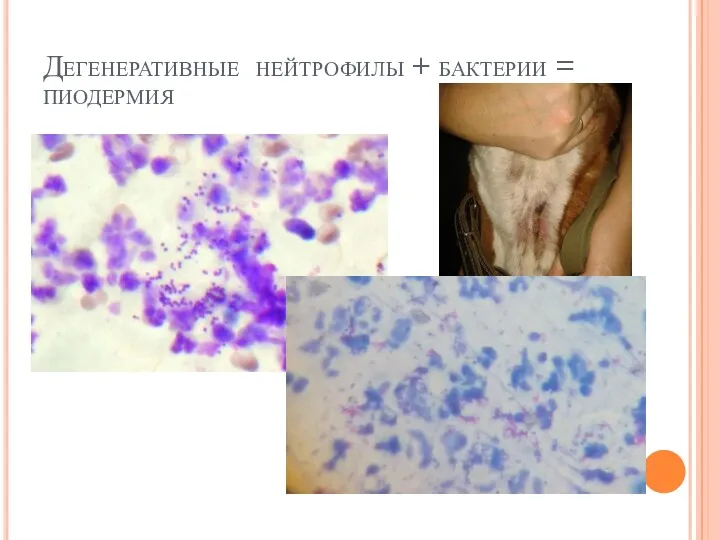 Дегенеративные нейтрофилы + бактерии = пиодермия