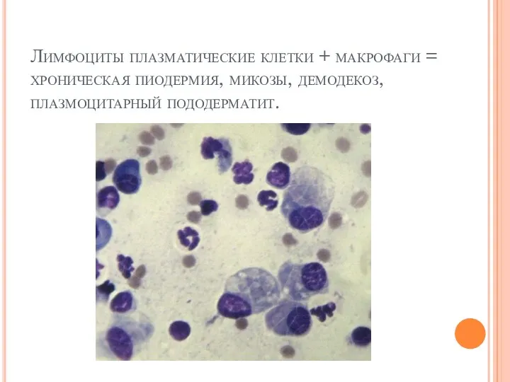 Лимфоциты плазматические клетки + макрофаги = хроническая пиодермия, микозы, демодекоз, плазмоцитарный пододерматит.
