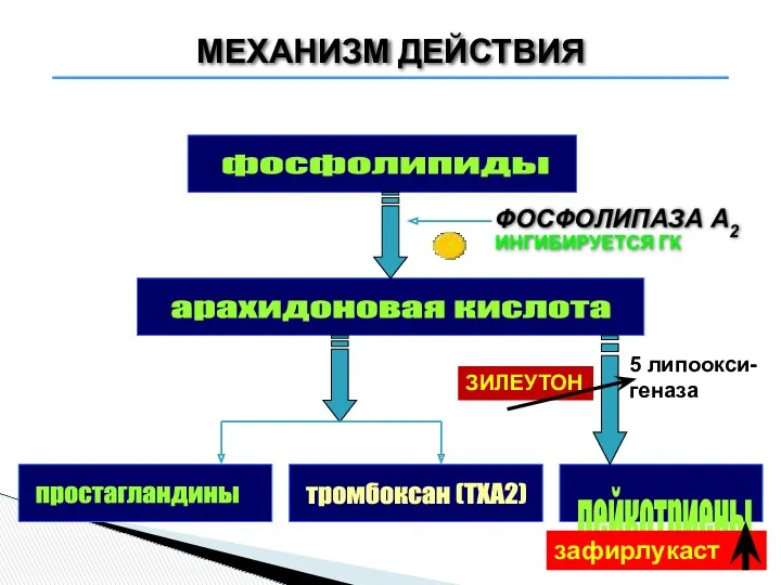 фосфолипиды арахидоновая кислота простагландины тромбоксан (ТХА2) лейкотриены МЕХАНИЗМ ДЕЙСТВИЯ ФОСФОЛИПАЗА