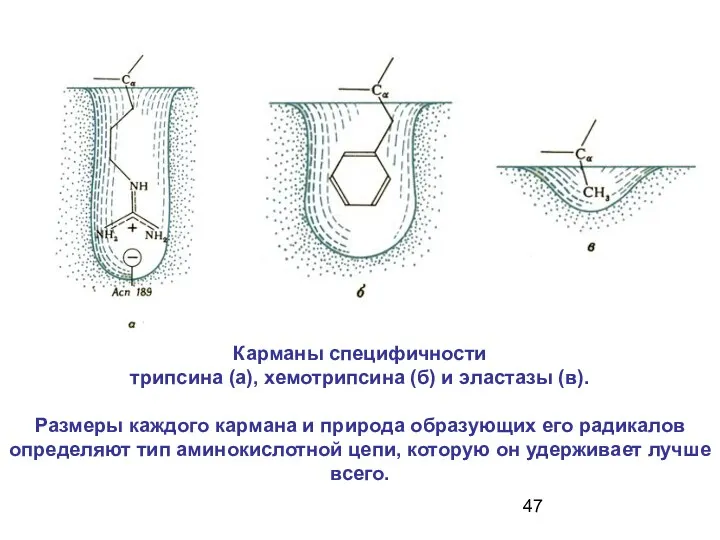 Карманы специфичности трипсина (а), хемотрипсина (б) и эластазы (в). Размеры