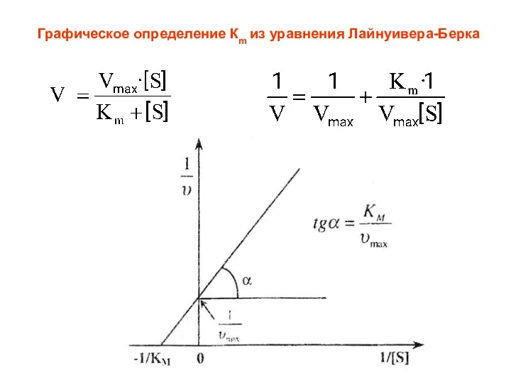 Графическое определение Кm из уравнения Лайнуивера-Берка