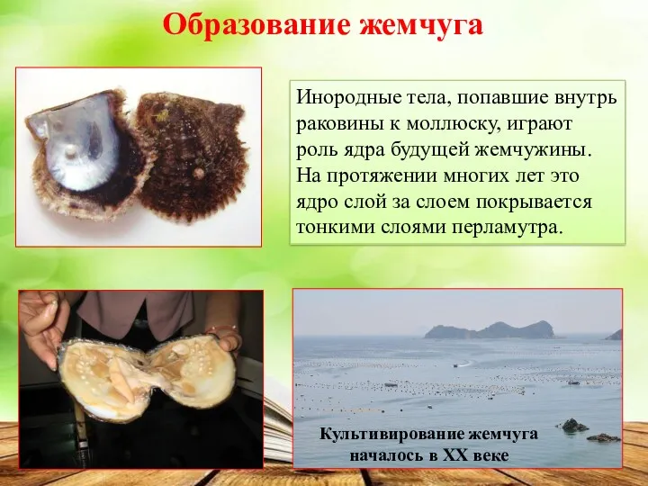 Образование жемчуга Инородные тела, попавшие внутрь раковины к моллюску, играют роль ядра будущей