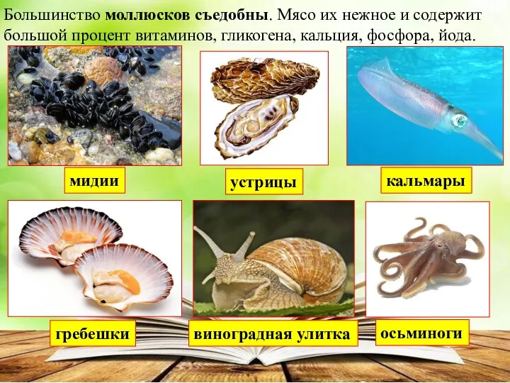 Большинство моллюсков съедобны. Мясо их нежное и содержит большой процент витаминов, гликогена, кальция,