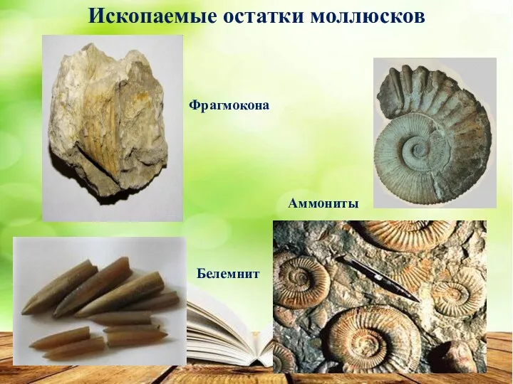 Ископаемые остатки моллюсков Аммониты Белемнит Фрагмокона