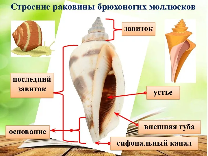 устье завиток последний завиток внешняя губа сифональный канал основание Строение раковины брюхоногих моллюсков