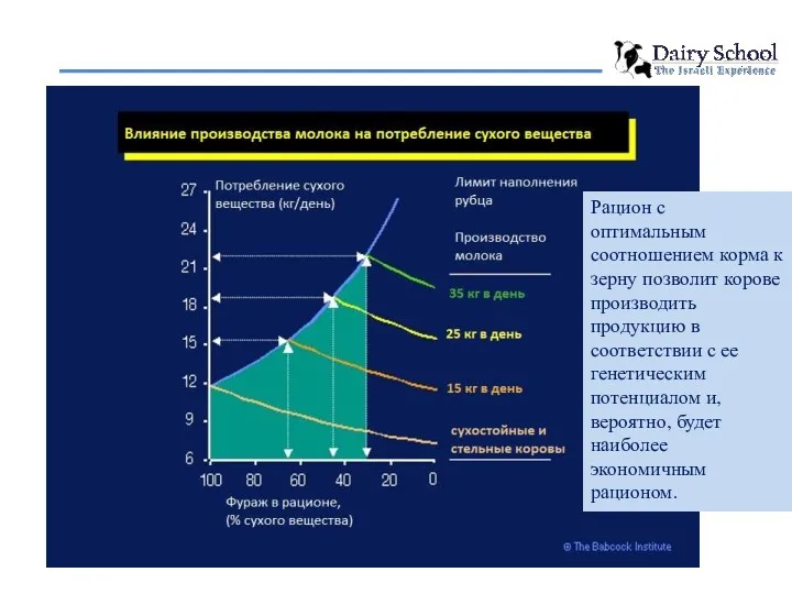 Рацион с оптимальным соотношением корма к зерну позволит корове производить